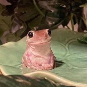 Meet your Posher, Abi